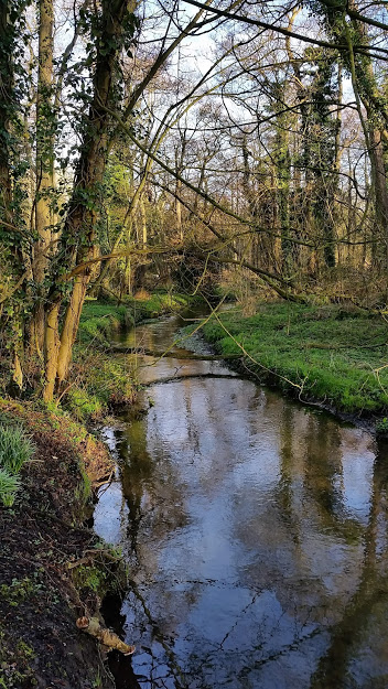 River gently flowing through a wood in March