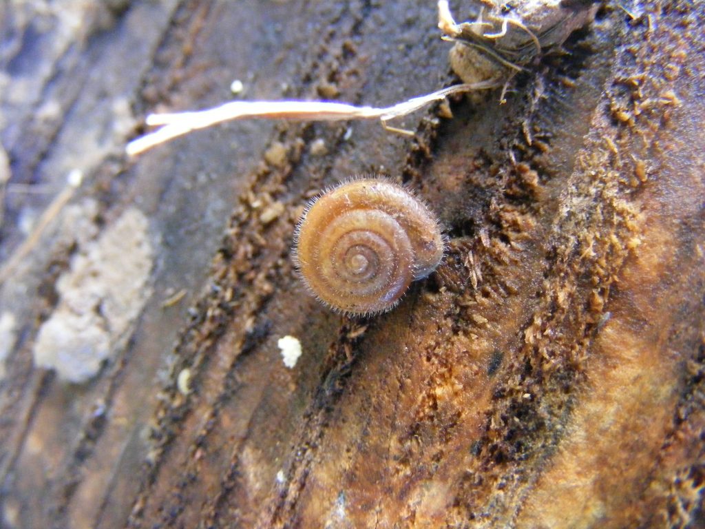 Hairy Snail (Trochulus hispidus) 20.1.11.Anton Lakes.2