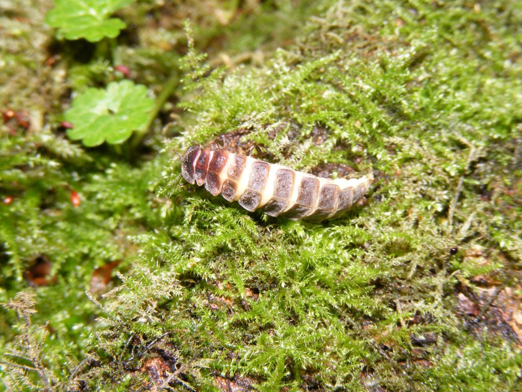 Glow-Worm (Lampyris noctiluca) 19.6.11.Horseshoe Bridge,Upper Clatford.Female