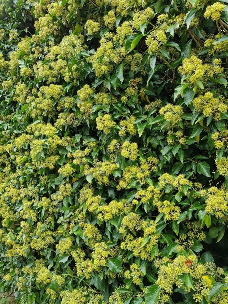 Ivy flowers a late bounty for insects and bees