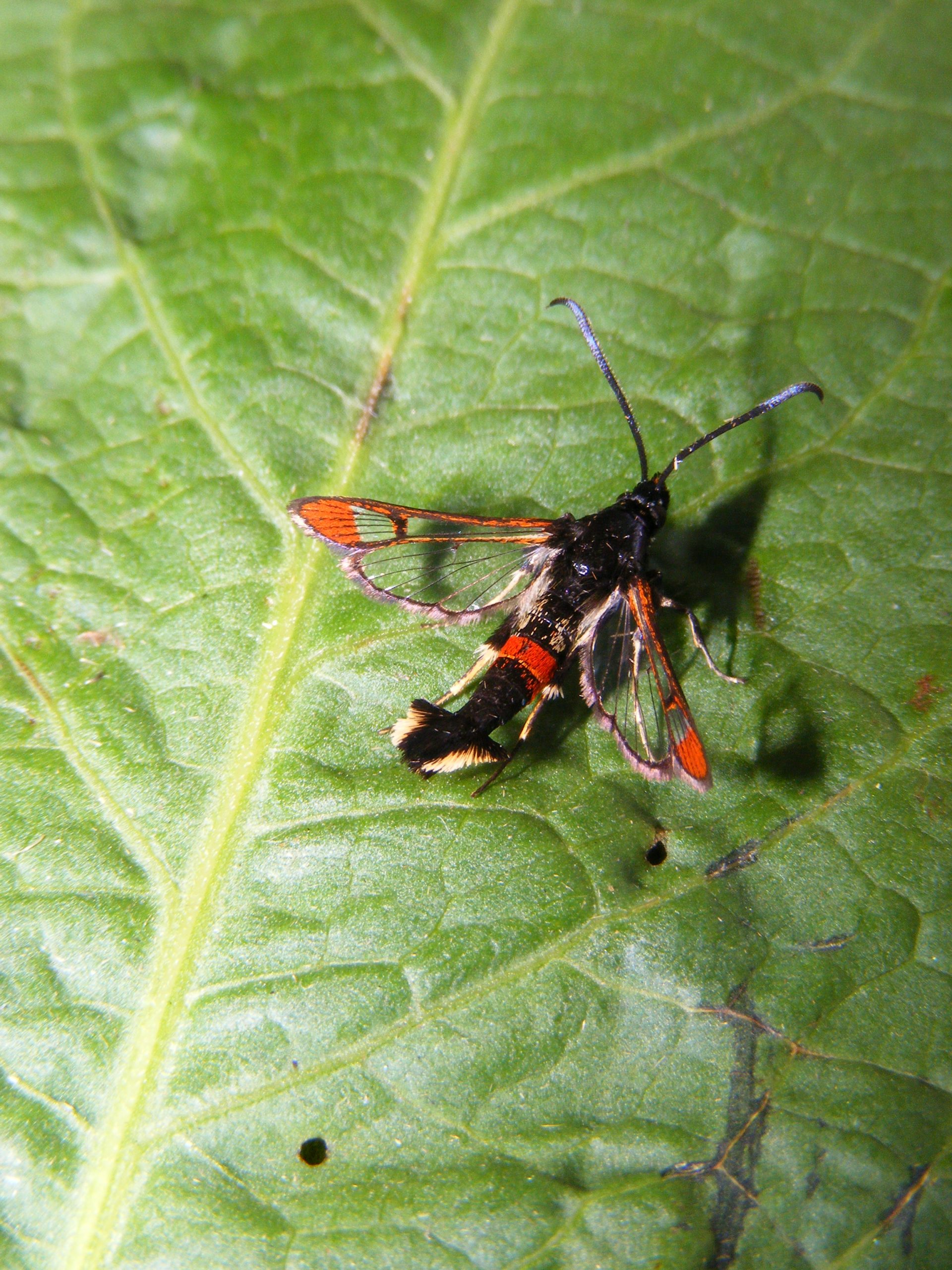 Red-tipped Clearwing Moth (Synanthedon formicaeformis) 6.7.17.Anton Lakes