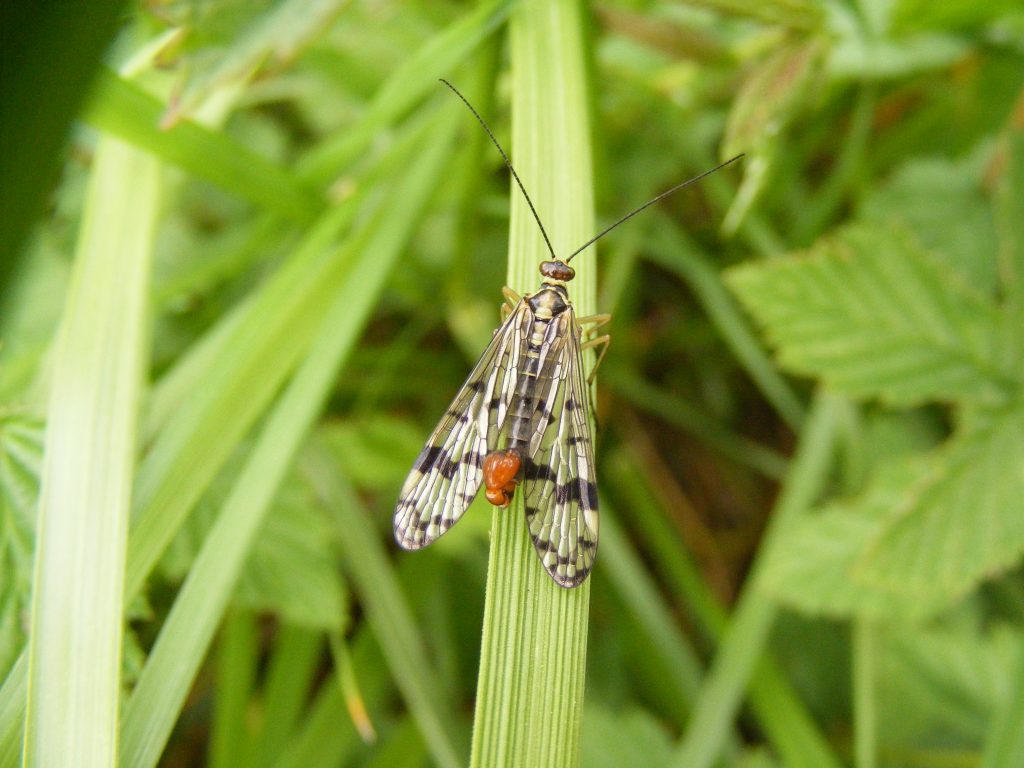 Scorpion fly (Panorpa communis) 8.5.11.Anton Lakes.Male