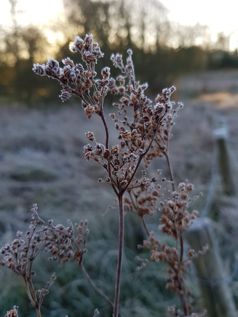 Plant seed head covered in frost.