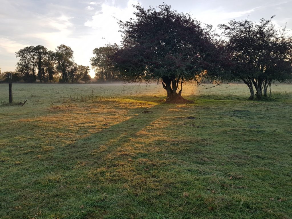 Morning sunrise over a meadow in October, light shining through a tree