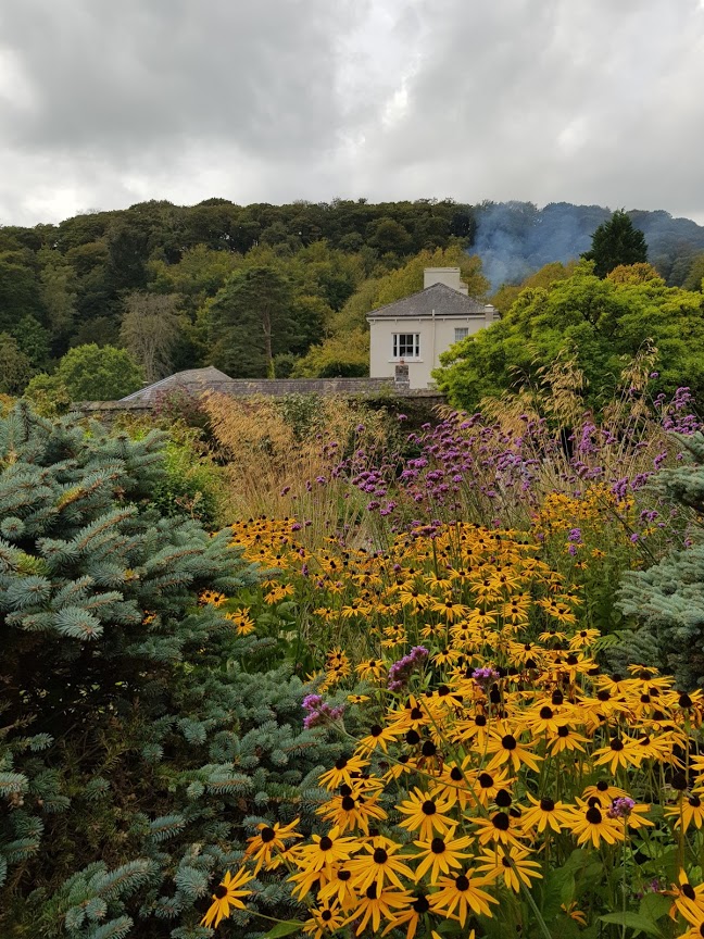 Late summer wildflowers in the British countryside, with grasses and flowering plants adding warm seasonal colour