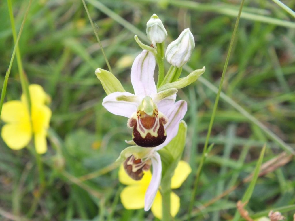 Bee Orchid (Ophrys apifera) 