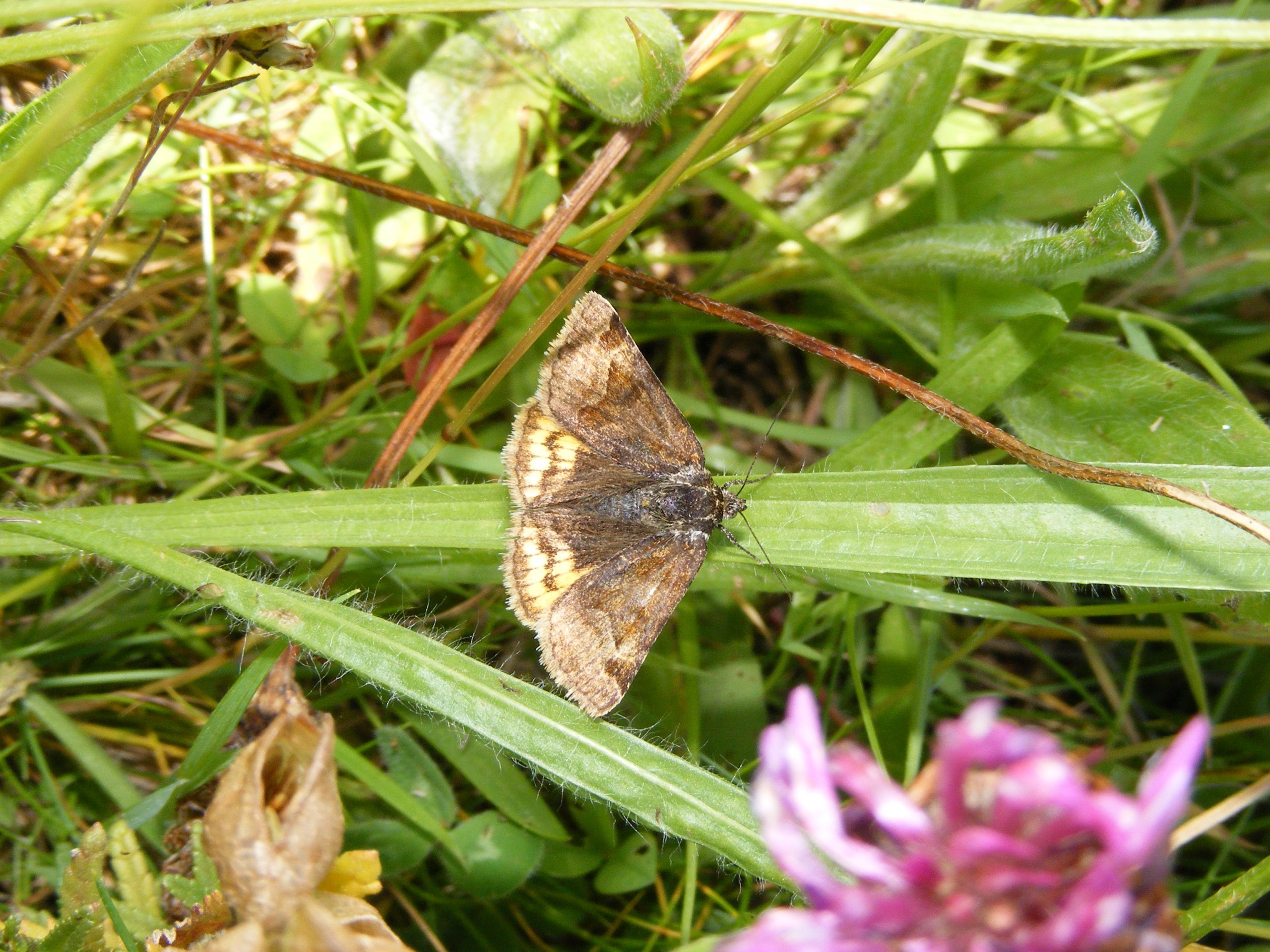 Burnet Companion Moth - Euclidia glyphica