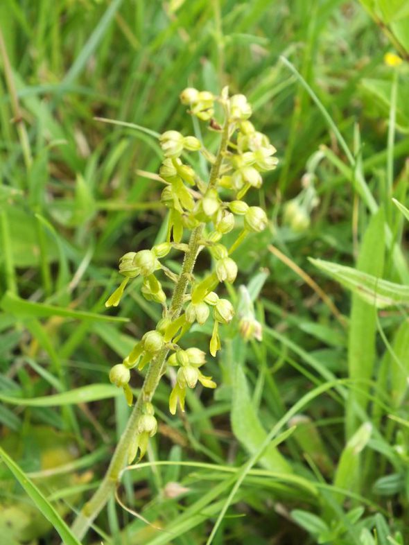 Common Twayblade Orchid (Neottia ovata) 