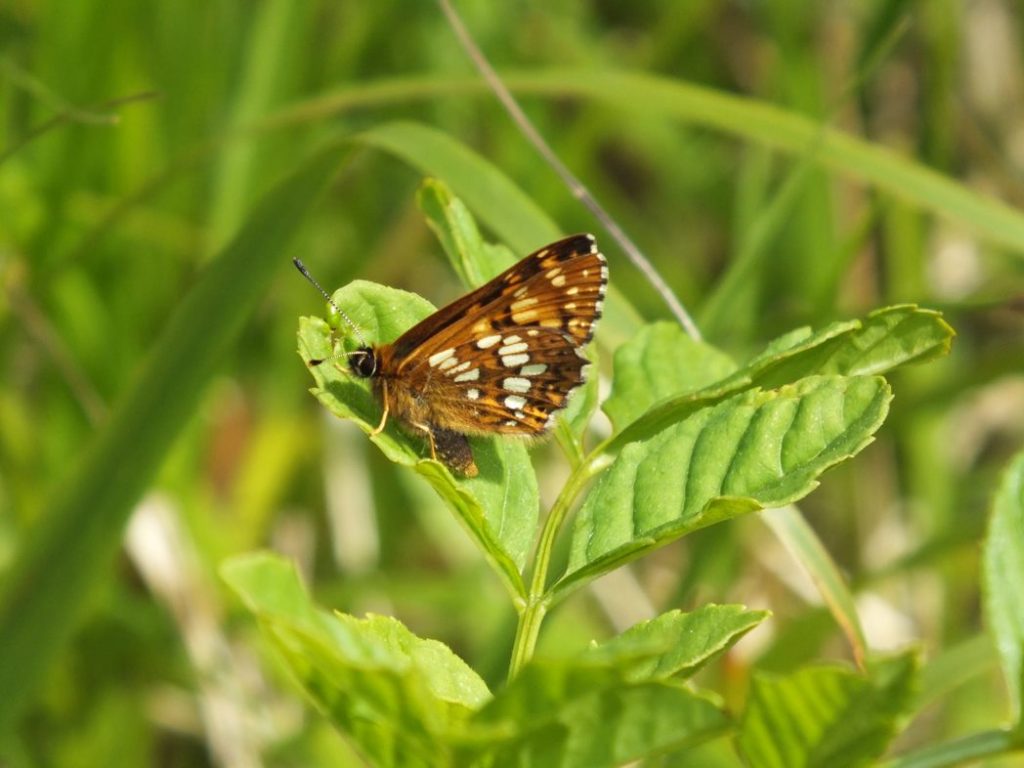Duke of Burgundy Butterfly (Hamearis lucina)