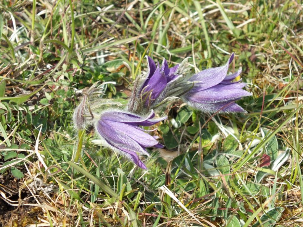 Pasque Flower (Pulsatilla vulgaris)
