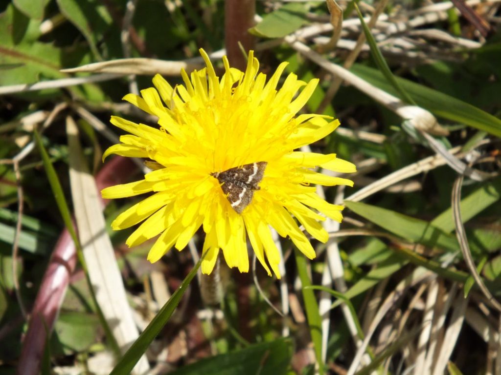 A Moth (Pyrausta nigrata)