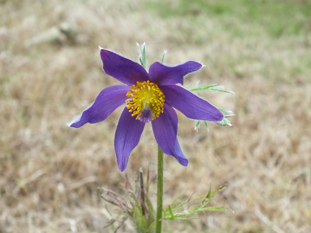 Pasque Flower (Pulsatilla vulgaris) 28.9.20.The Bridle, Stroud