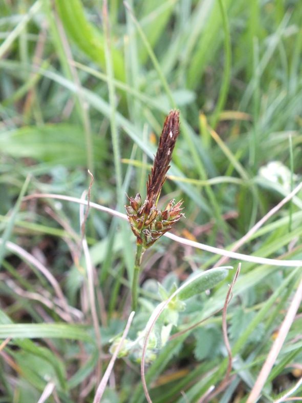 Spring-sedge (Carex caryophyllea)