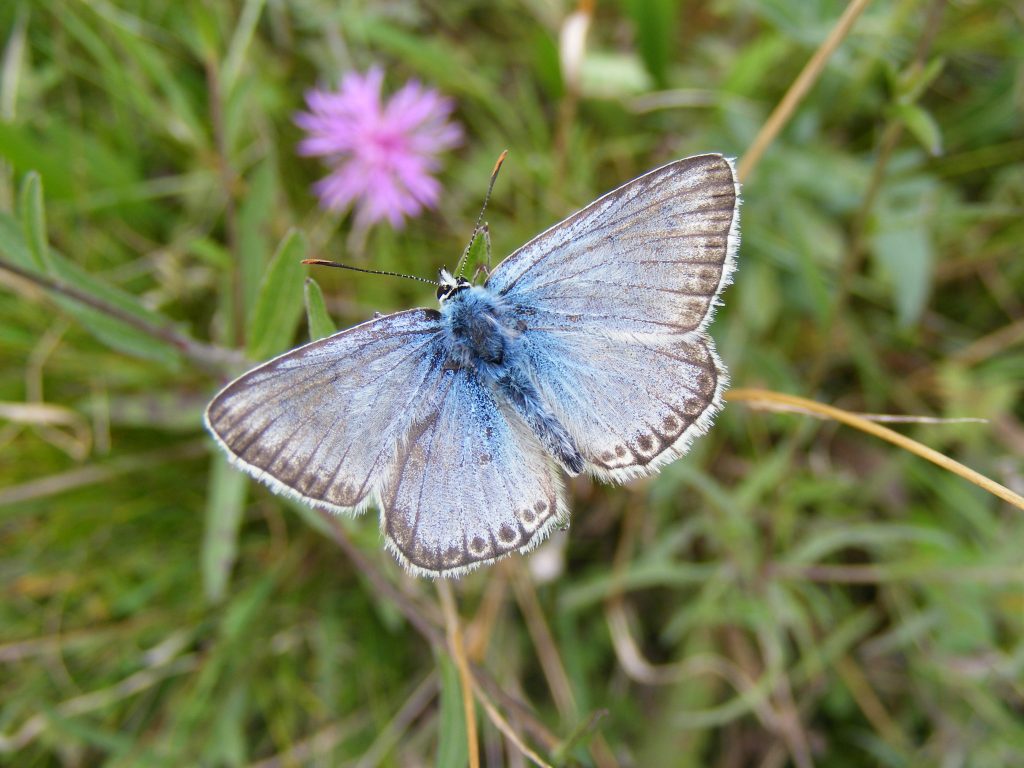 Chalk-hill Blue Butterfly (Lysandra coridon).