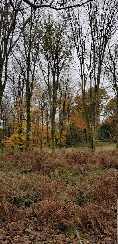 Savernake Forest in November