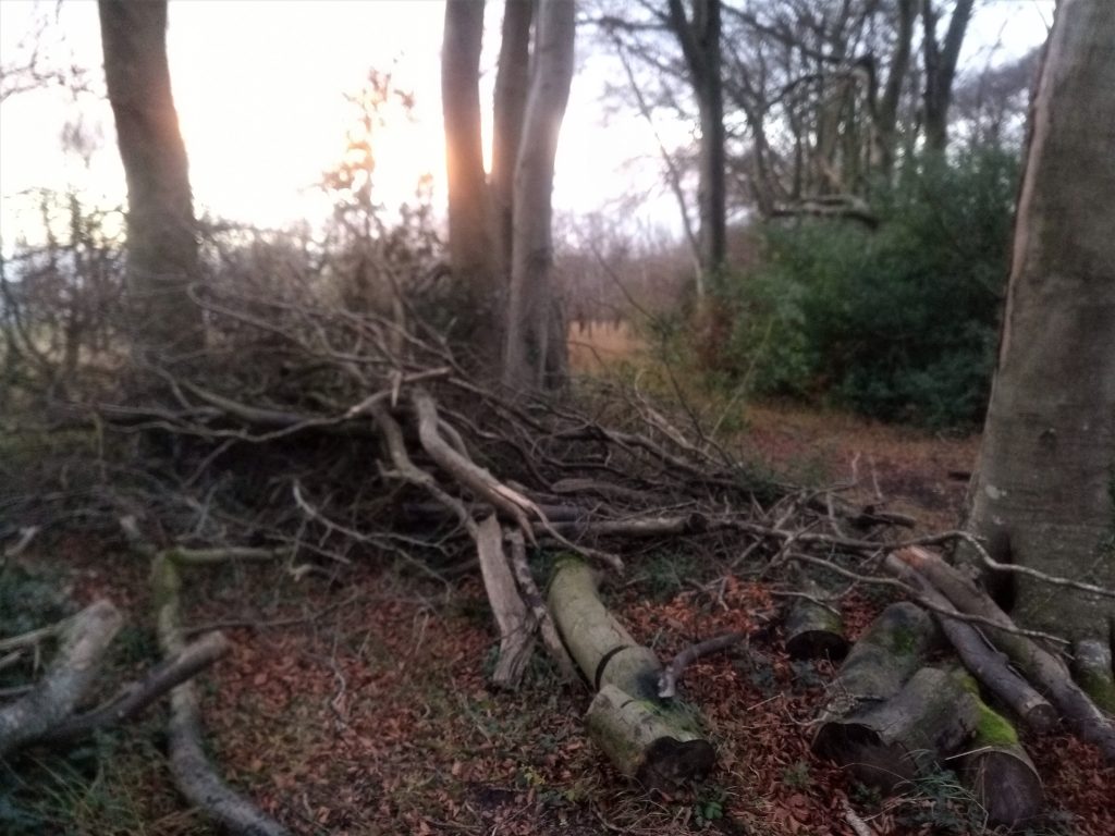 A pile of branches next to some trees, looks like it might be beech