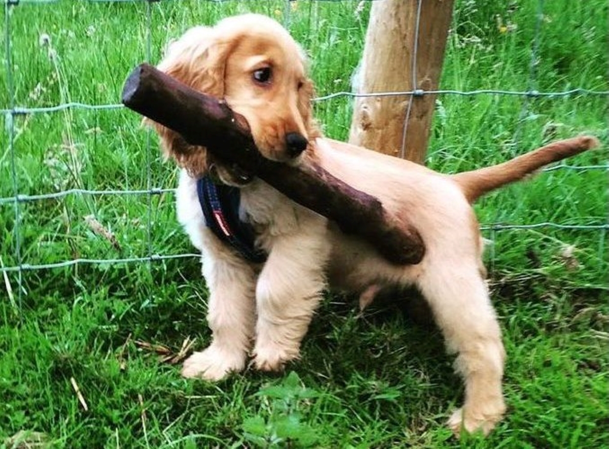 Stanley with a large stick. Photo by Dean Edwards