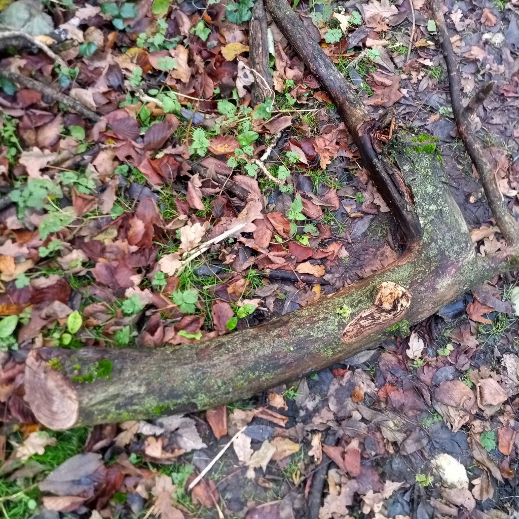 Log on a leafy floor probably Elm wood