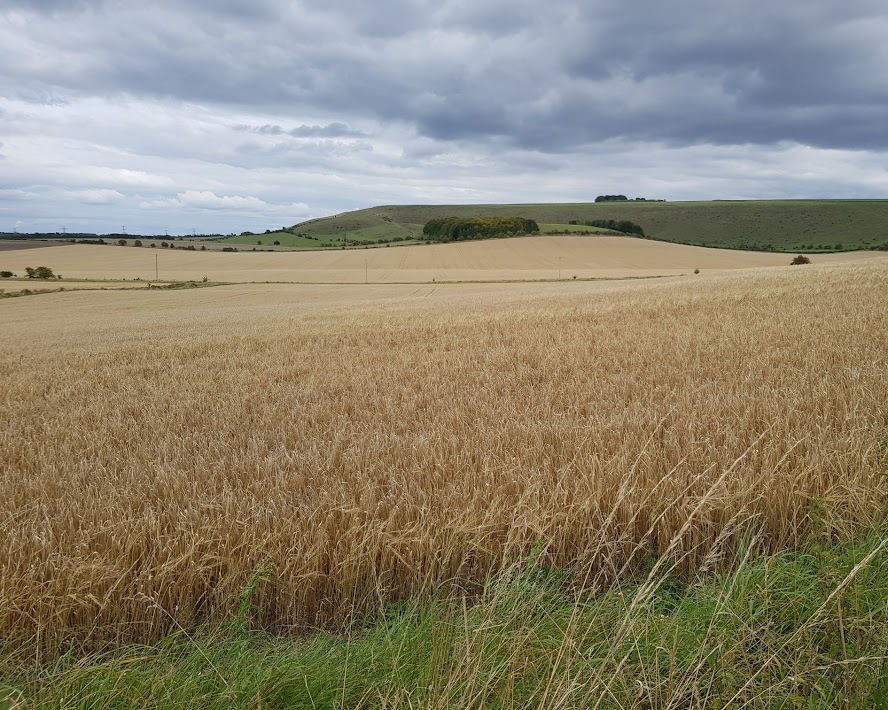 A field of ripe golden barley ready for harvesting.