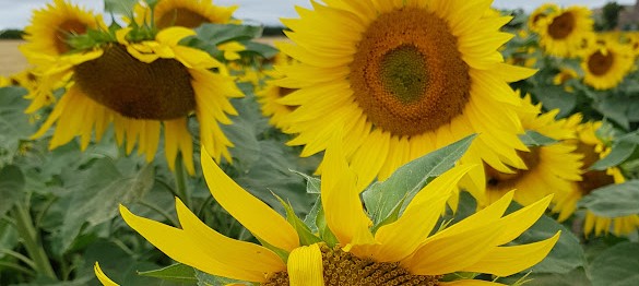 Beautiful sunflowers in full bloom in a field