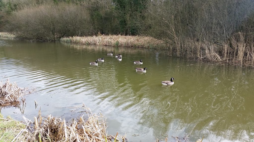 Canada geese swimming on a quiet canal bordered by winter reeds and bare trees.