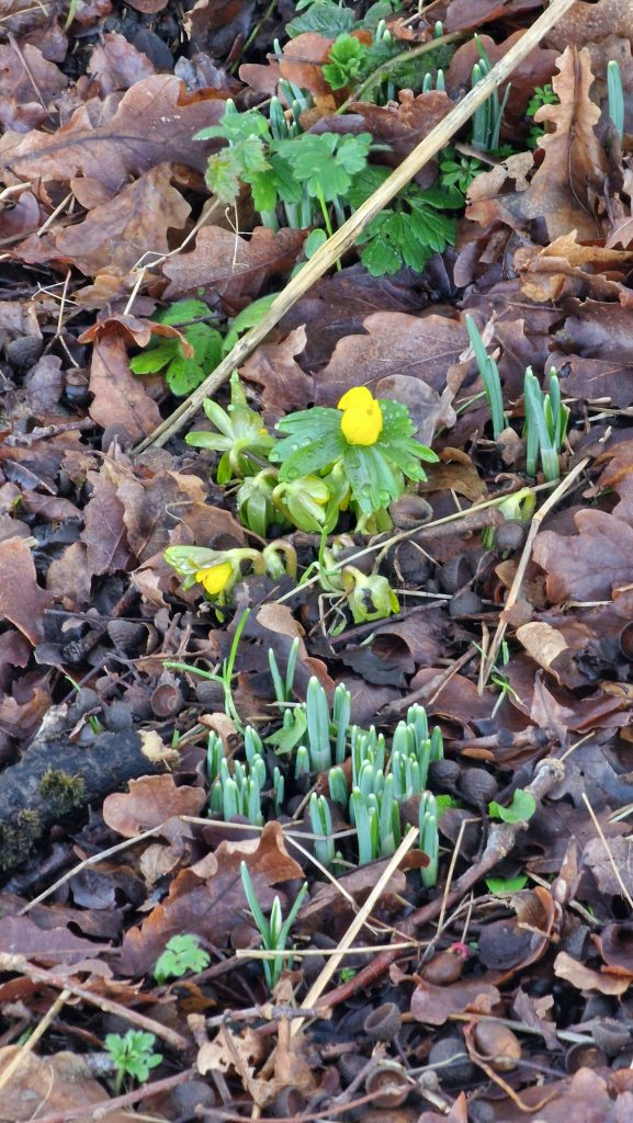 Winter aconite flowering among fallen leaves, with snowdrop shoots emerging nearby.