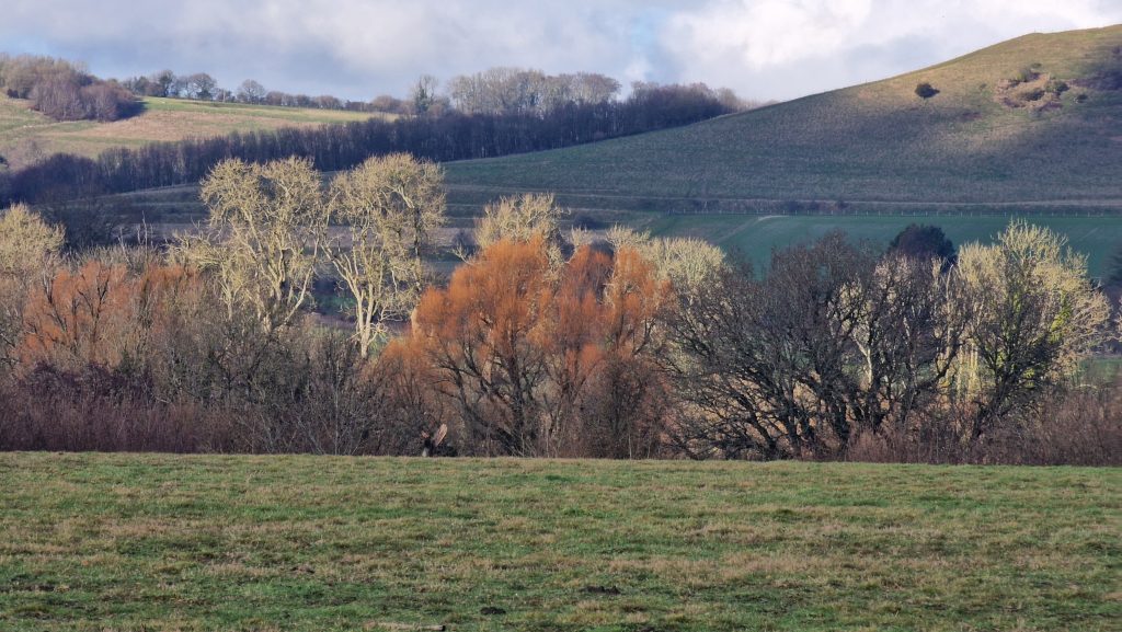 Winter trees catching low sunlight in a sheltered valley, with rolling fields and bare hills beyond